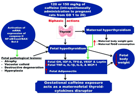 Graphical abstract: Gestational caffeine exposure acts as a fetal thyroid-cytokine disruptor by activating caspase-3/BAX/Bcl-2/Cox2/NF-κB at ED 20