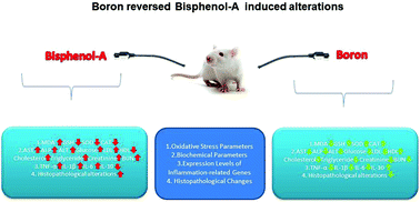 Graphical abstract: Bisphenol-A induced oxidative stress, inflammatory gene expression, and metabolic and histopathological changes in male Wistar albino rats: protective role of boron