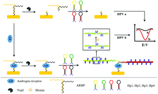 Graphical abstract: Ultrasensitive detection of the androgen receptor through the recognition of an androgen receptor response element and hybridization chain amplification