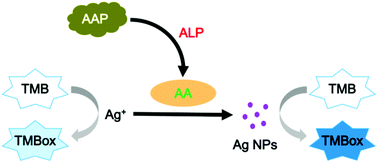 Graphical abstract: Enzyme-triggered in situ formation of Ag nanoparticles with oxidase-mimicking activity for amplified detection of alkaline phosphatase activity