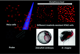 Graphical abstract: A novel turn-on fluorescent probe for selective sensing and imaging of glutathione in live cells and organisms
