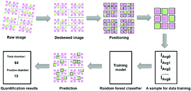 Graphical abstract: A new method using machine learning for automated image analysis applied to chip-based digital assays