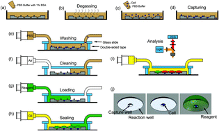 Graphical abstract: Fluorescence quantification of intracellular materials at the single-cell level by an integrated dual-well array microfluidic device