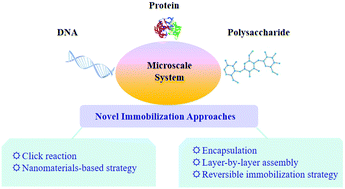 Graphical abstract: Novel approaches for biomolecule immobilization in microscale systems