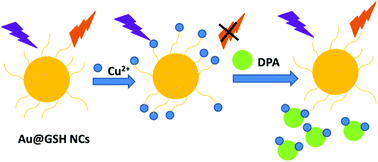 Graphical abstract: Gold nanocluster-based fluorescence sensing probes for detection of dipicolinic acid
