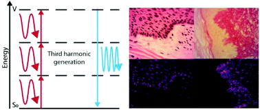 Graphical abstract: Nonlinear microscopy of common histological stains reveals third harmonic generation harmonophores