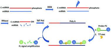 Graphical abstract: T7 exo-mediated FRET-breaking combined with DSN–RNAse–TdT for the detection of microRNA with ultrahigh signal-amplification