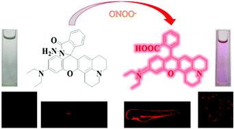 Graphical abstract: A highly selective and sensitive red-emitting fluorescent probe for visualization of endogenous peroxynitrite in living cells and zebrafish