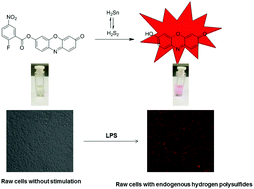 Graphical abstract: A resorufin-based fluorescent probe for imaging polysulfides in living cells