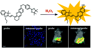 Graphical abstract: Near-infrared fluorescence probe for hydrogen peroxide detection: design, synthesis, and application in living systems