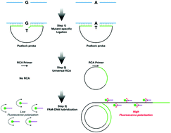 Graphical abstract: Fluorescence polarization-based detection of cancer-related mutations using target-initiated rolling circle amplification
