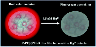 Graphical abstract: R-phycoerythrin proteins@ZIF-8 composite thin films for mercury ion detection