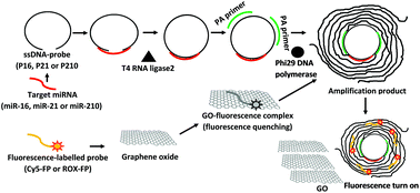 Graphical abstract: Ultrasensitive detection of lung cancer-associated miRNAs by multiple primer-mediated rolling circle amplification coupled with a graphene oxide fluorescence-based (MPRCA-GO) sensor