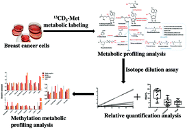 Graphical abstract: Development of methionine methylation profiling and relative quantification in human breast cancer cells based on metabolic stable isotope labeling