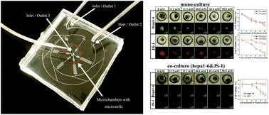 Graphical abstract: Microfluidic co-culture of liver tumor spheroids with stellate cells for the investigation of drug resistance and intercellular interactions