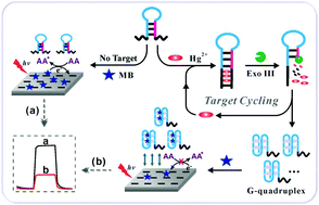 Graphical abstract: A label-free photoelectrochemical aptasensor for facile and ultrasensitive mercury ion assay based on a solution-phase photoactive probe and exonuclease III-assisted amplification