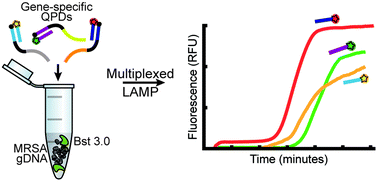 Graphical abstract: Demonstration of a quantitative triplex LAMP assay with an improved probe-based readout for the detection of MRSA