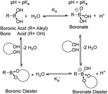 Graphical abstract: Boronic acid sensors with double recognition sites: a review