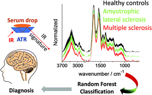 Graphical abstract: Serum-based differentiation between multiple sclerosis and amyotrophic lateral sclerosis by Random Forest classification of FTIR spectra