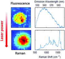 Graphical abstract: Fluorescence imaging of stained red blood cells with simultaneous resonance Raman photostability analysis