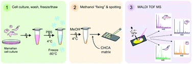 Graphical abstract: Profiling embryonic stem cell differentiation by MALDI TOF mass spectrometry: development of a reproducible and robust sample preparation workflow