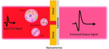 Graphical abstract: Nanoantenna enhanced terahertz interaction of biomolecules