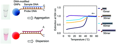 Graphical abstract: Characterizing the non-crosslinked aggregation of DNA-modified gold nanoparticles: effects of DNA length and terminal base pair