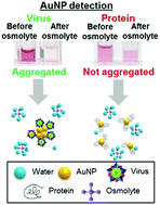 Graphical abstract: Mannitol-induced gold nanoparticle aggregation for the ligand-free detection of viral particles