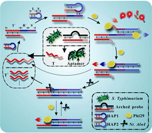 Graphical abstract: Robust and highly specific fluorescence sensing of Salmonella typhimurium based on dual-functional phi29 DNA polymerase-mediated isothermal circular strand displacement polymerization