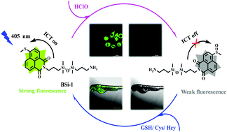 Graphical abstract: Novel fluorescent probe with a bridged Si–O–Si bond for the reversible detection of hypochlorous acid and biothiol amino acids in live cells and zebrafish