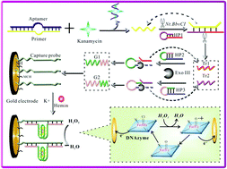 Graphical abstract: A label-free electrochemical platform for the detection of antibiotics based on cascade enzymatic amplification coupled with a split G-quadruplex DNAzyme