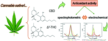 Graphical abstract: Probing the antioxidant activity of Δ9-tetrahydrocannabinol and cannabidiol in Cannabis sativa extracts