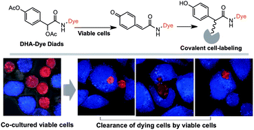 Graphical abstract: An in cellulo-activated multicolor cell labeling approach used to image dying cell clearance