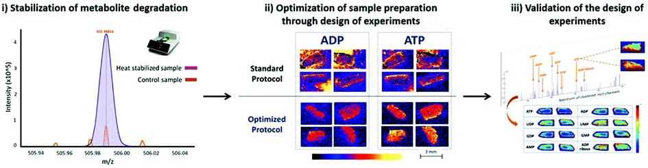 Graphical abstract: Spatially resolved endogenous improved metabolite detection in human osteoarthritis cartilage by matrix assisted laser desorption ionization mass spectrometry imaging