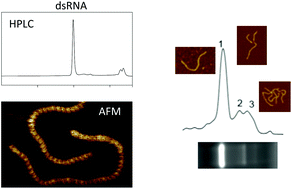 Graphical abstract: Analysis of long dsRNA produced in vitro and in vivo using atomic force microscopy in conjunction with ion-pair reverse-phase HPLC