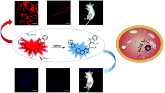 Graphical abstract: A mitochondria-targeted and deep-red emission ratiometric fluorescent probe for real-time visualization of SO2 in living cells, zebrafish and living mice