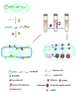 Graphical abstract: A facile deoxyuridine/biotin-modified molecular beacon for simultaneous detection of proteins and nucleic acids via a label-free and background-eliminated fluorescence assay