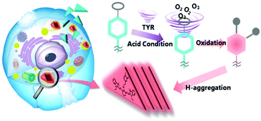 Graphical abstract: A colorimetric and near -infrared ratiometric fluorescent probe for the determination of endogenous tyrosinase activity based on cyanine aggregation
