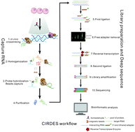 Graphical abstract: CIRDES: an efficient genome-wide method for in vivo RNA–RNA interactome analysis