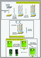Graphical abstract: A miniaturized electrochemical platform with an integrated PDMS reservoir for label-free DNA hybridization detection using nanostructured Au electrodes