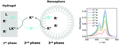 Graphical abstract: Rhodamine dye transfer from hydrogel to nanospheres for the chemical detection of potassium ions