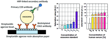 Graphical abstract: Enhanced paper-based ELISA for simultaneous EVs/exosome isolation and detection using streptavidin agarose-based immobilization