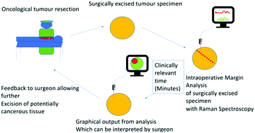 Graphical abstract: Raman spectroscopy for rapid intra-operative margin analysis of surgically excised tumour specimens