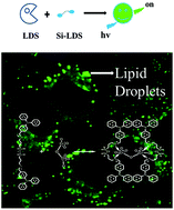 Graphical abstract: Triphenylamine Schiff base as a lipid droplet-targeted fluorescent probe using Si–O–Si as a bridge for the detection of Cr6+ applied in bio-imaging