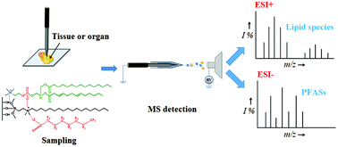 Graphical abstract: A microscale solid-phase microextraction probe for the in situ analysis of perfluoroalkyl substances and lipids in biological tissues using mass spectrometry