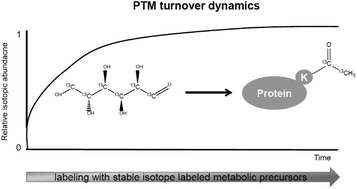 Graphical abstract: Mass spectrometric analysis of PTM dynamics using stable isotope labeled metabolic precursors in cell culture