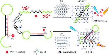 Graphical abstract: A graphene oxide-based fluorescence assay for the sensitive detection of DNA exonuclease enzymatic activity