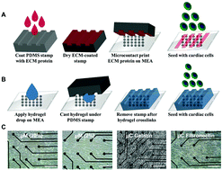 Graphical abstract: Engineering anisotropic cardiac monolayers on microelectrode arrays for non-invasive analyses of electrophysiological properties