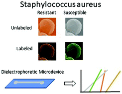 Graphical abstract: Biophysical differentiation of susceptibility and chemical differences in Staphylococcus aureus