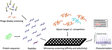 Graphical abstract: Microarrays for the screening and identification of carbohydrate-binding peptides